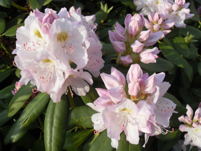 Rhododrendron, maj 2012