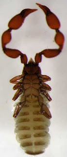 blind pseudoscorpion