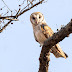 Barn Owl