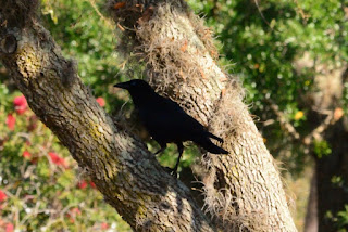 Fish Crow