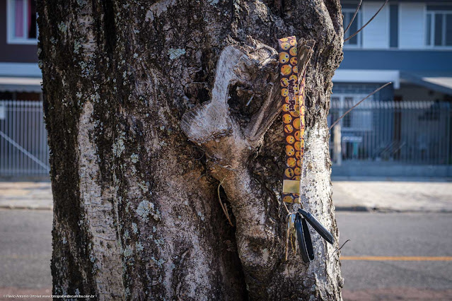 Molho de chaves pendurado no tronco de uma árvore
