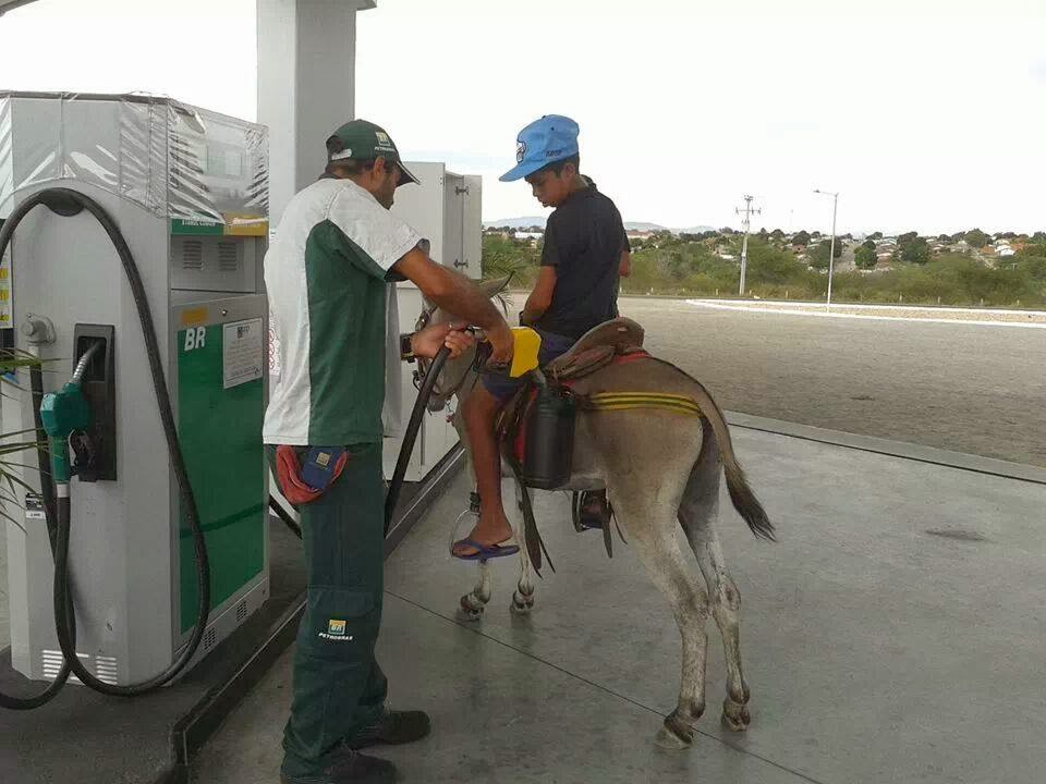  BURRO CHEIO DE ÁLCOOL