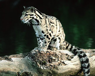 Clouded Leopard