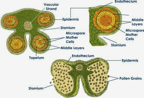 Diagrama y fotografía del corte transversal de una antera. Arriba a la izquierda la antera inmadura, y abajo la antera madura. Los microsporangios contienen los microsporocitos que son células diploides. Cada uno realiza la meiosis para producir una cuarteta o cuarteta de microsporas haploides.