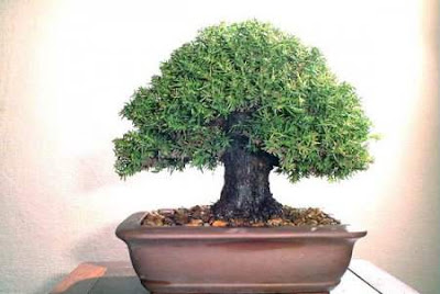 bonsai trees