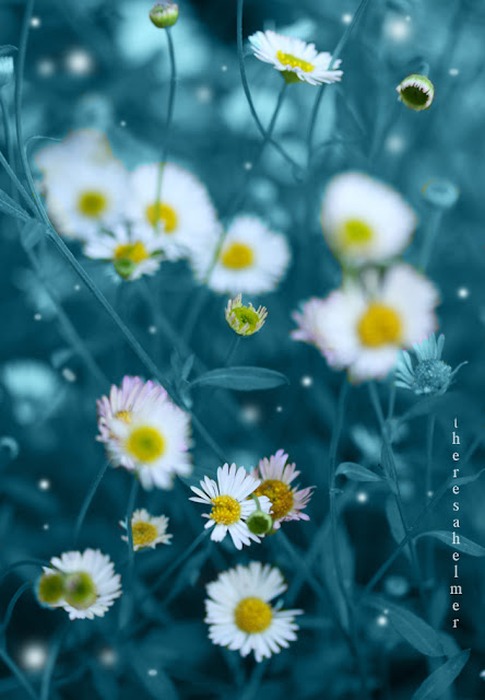 Beautiful Flower Photography
