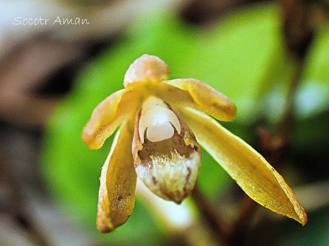 Lecanorchis suginoana