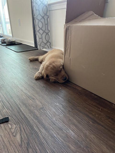 Baby Miles sleeping with his head resting on his front paw in front of the right living room window.