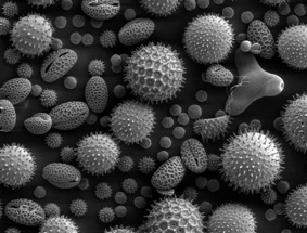 matsci_pollen.jpg