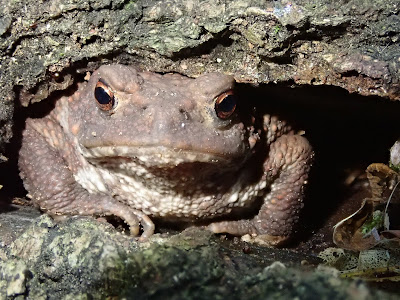 grzyby 2019, grzyby w czerwcu, borowiki ceglastopore, maślaki żółte, podgrzybek brunatny, łuszczak zmienny, śluzowce, murszak rdzawy