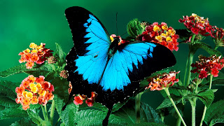 Wallpapers de Mariposas