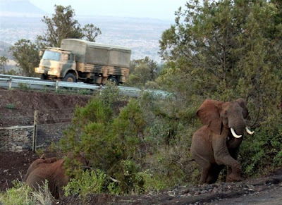 Africa’s First Elephant Underpass Seen On www.coolpicturegallery.us