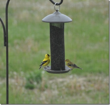 Goldfinches