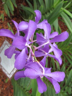 Orchids, National Orchid Garden, Singapore