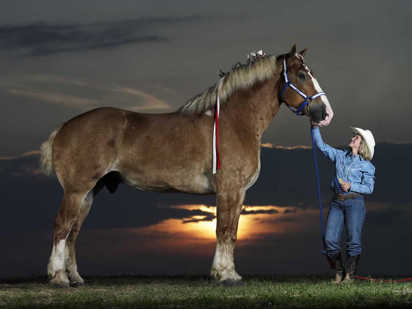 One of the smallest horse in the world and 