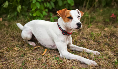 Jack Russell Terrier, Puarson Russell Terrier, czy jest dla mnie, jaką rasę wybrać, pies dla rodziny z dzieckiem, jak wybrać psa, opis rasy, cechy charakteru, nadmierna szczekliwość, problem z, skakanie na gości