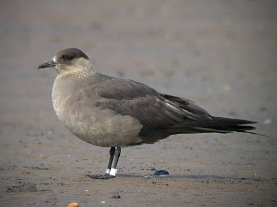 Arctic Skua 2012