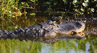 Los caimanes