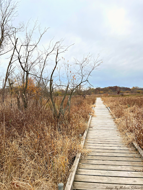 The boardwalk at Ferson Creek Fen invites nature exploration.