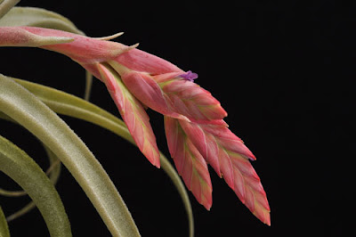 Tillandsia latifolia care and culture