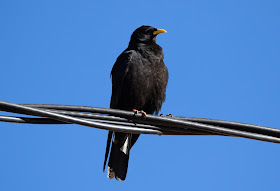 Alpine Chough - Oukaïmeden, Morocco