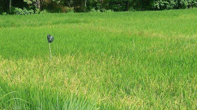 28,8 Hektare Sawah di Padang Panjang Diserang Hama Tikus