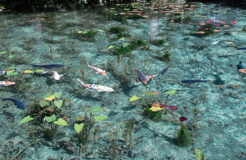 Japan Pond