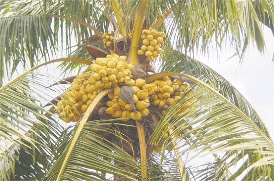 Artikel Budag Dusun Macam macam Jenis dan Manfaat kelapa 