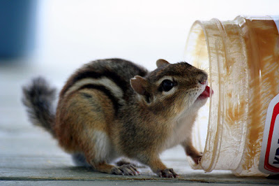 Chipmunk at Birdsall Beach Resort by Derek Purdy