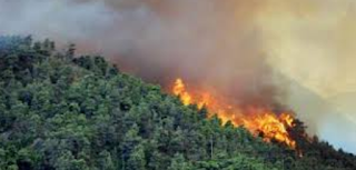 CARA MENANGGULANGI KEBAKARAN HUTAN