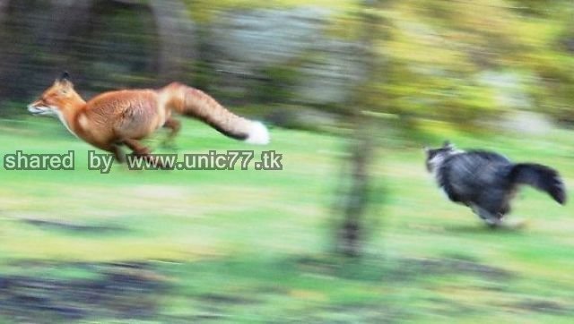 hunting_fail_640_02.jpg (640×362)