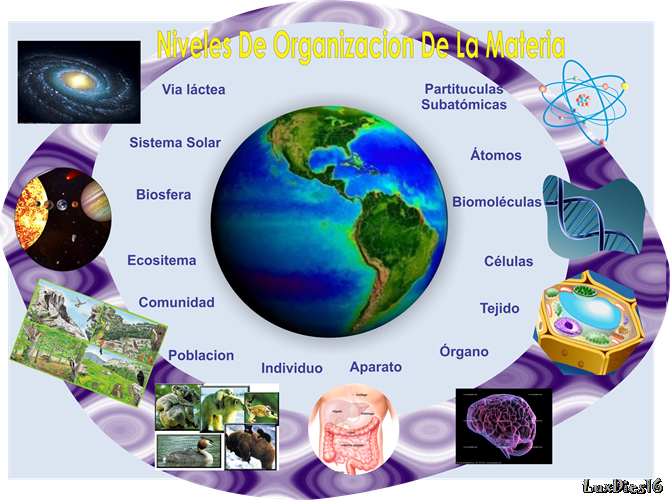 niveles de organizacion de la materia