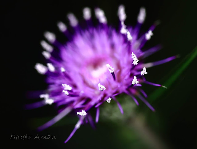 Cirsium oligophyllum