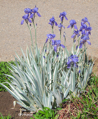 iris with variegated leaves