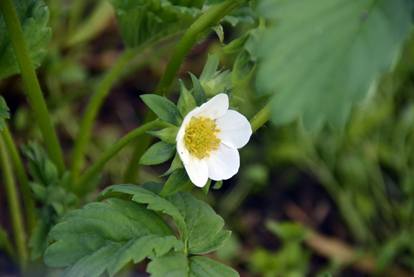 jordbærblomst