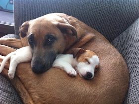 Cute dogs - part 15 (50 pics), funny dog pictures, cute pet pictures, puppy pics