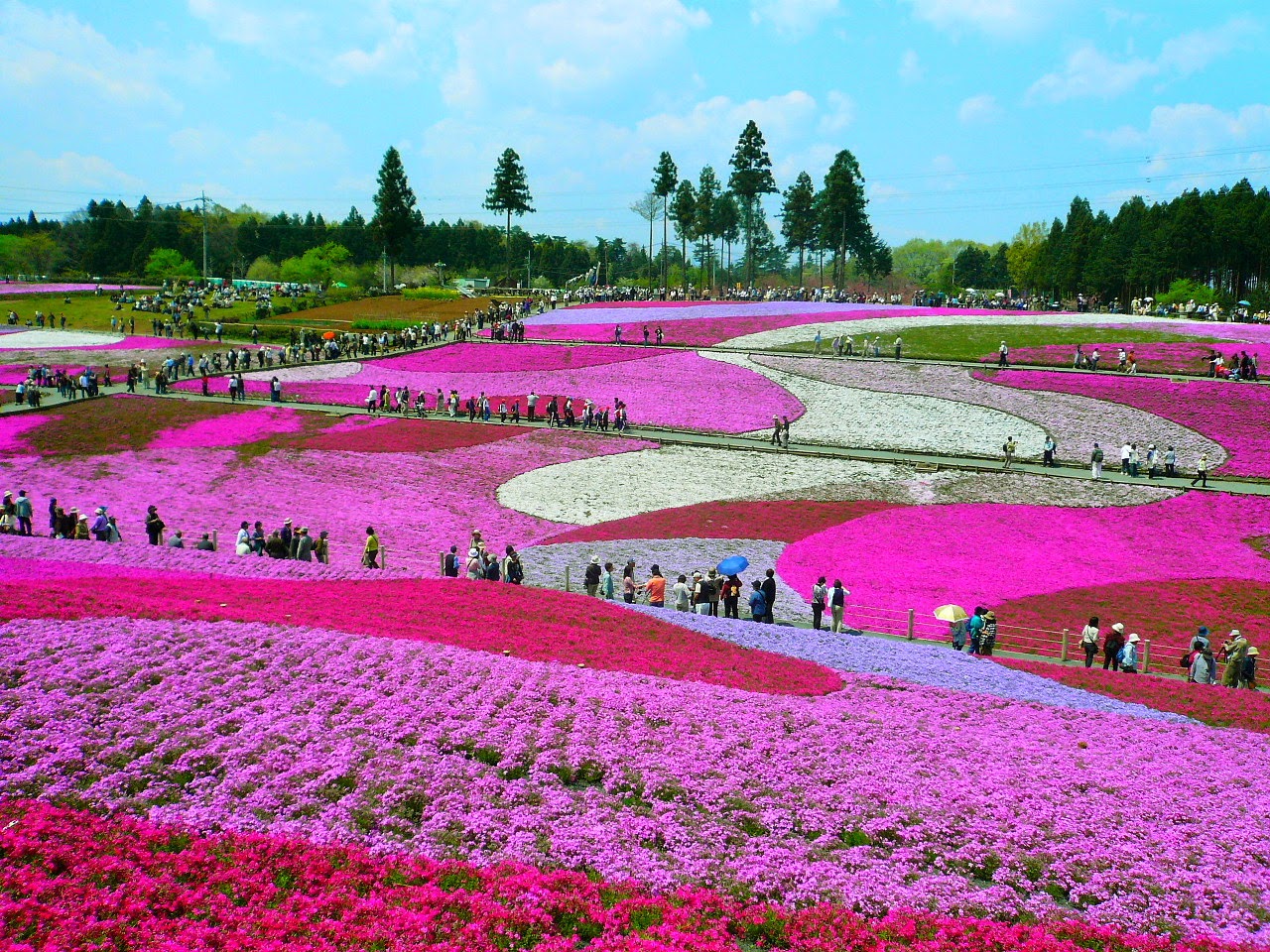 Most beautiful and best flower fields in the world