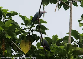 Pinon Imperial Pigeon (Ducula pinon) in Waigeo island of Raja Ampat
