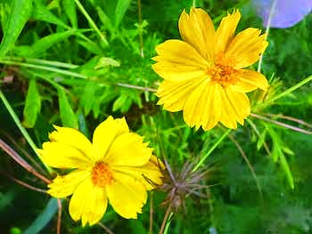 Ata Pethiya Flower - Tagetes lemmonii - Mountain Marigold