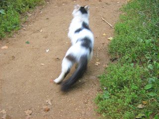 Earless Black and White Cat