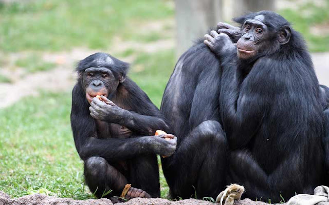 bonobos