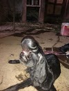  निसर्गाचा चमत्कार तळेगाव ढमढेरे  माळवाडी