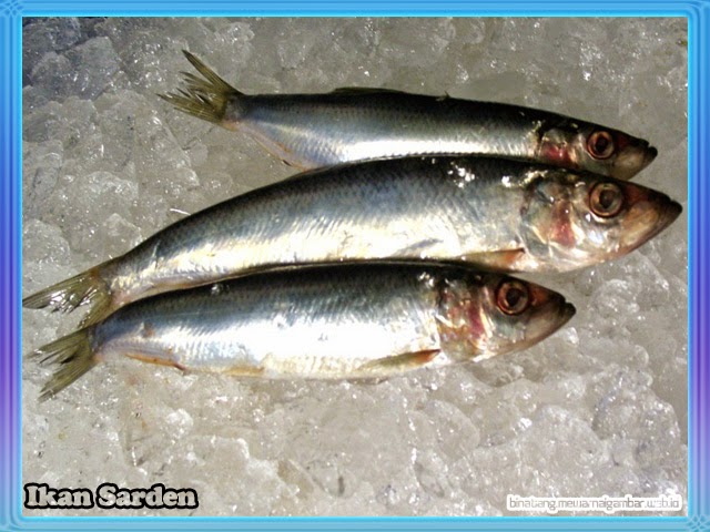  Gambar  Gambar  Foto  Jenis Macam Nama  Ikan  Hias  Air  Laut 