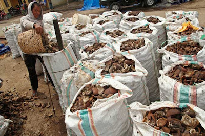 Ambon, Malukupost.com - Harga berbagai jenis hasil perkebunan di Maluku yakni cengkih, pala, fuli (kulit pembungkus biji pala), coklat dan kopra yang ditawarkan para pembeli di Kota Ambon masih tetap bertahan. Pada lokasi transaksi berbagai berbagai hasil komoditas ekspor andalan Maluku di Jl Setia Budi, kawasan Rijoly, Kelurahan Batugajah, Senin (26/3), para pembeli menawarkan harga yang masih bertahan.