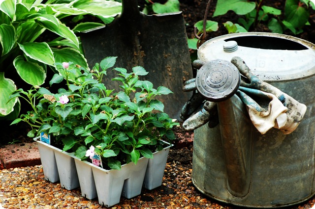 watering can and plants