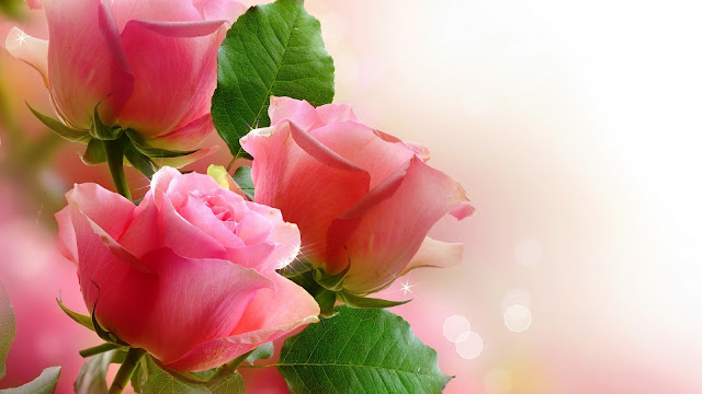 Roses Pink HD Wallpaper