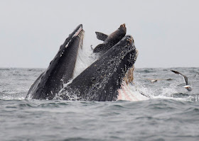 This handout picture released on July 30, 2019, shows a sea lion accidentally caught in the mouth of a humpback whale in Monterey Bay, California.