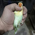 Pestalino Male available for sale 