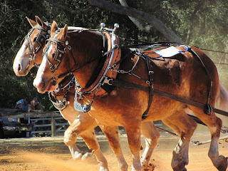 Image result for Team of pulling horses