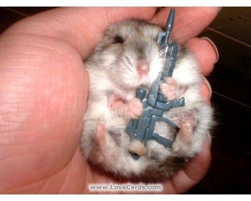 Funny Animals With Gun